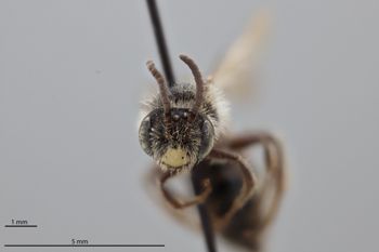 Media type: image;   Entomology 771540 Aspect: head frontal view